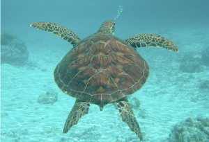 Les tortues de Bora Bora